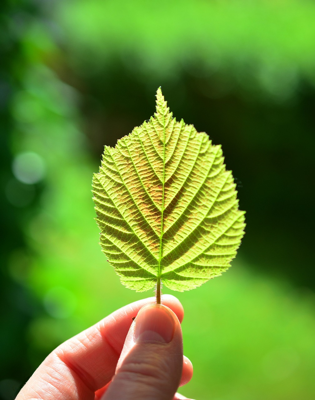 leaf, backlighting, close up, sheet framework, nature, green, sun, hand, bokeh, mood, light